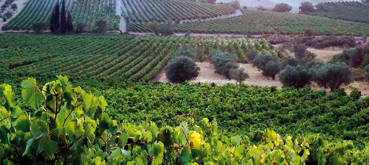 Vineyards Nemea Wine Tasting